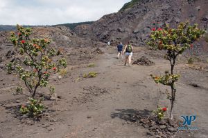 A7-DSC0150.jpg - small trees growing in an old lava flow