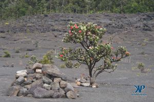 A7-DSC0160.jpg - Flowering tree