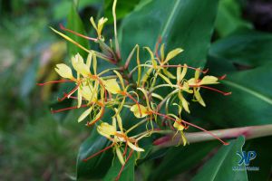 A7-DSC0164.jpg - Wild Ginger flower