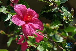 A7-DSC0170.jpg - Hibiscus flower