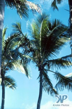 cd30-s09.jpg - Palm trees
