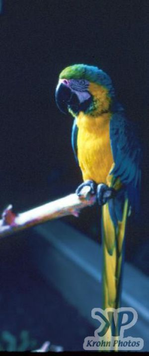 cd30-s24.jpg - A Parrot