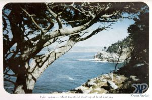 cd2032-pc01.jpg - Point Lobos