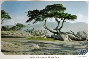 cd2032-pc03.jpg - Monterey Cypress