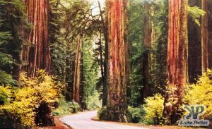 dvd2001-pc34.jpg - Redwoods