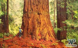 dvd2001-pc39.jpg - Large Redwood