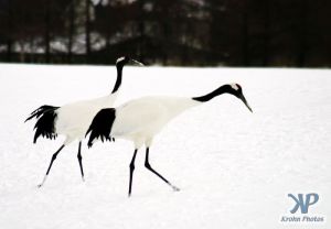 cd1011-d01.jpg - Two snow cranes