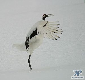cd1011-d03.jpg - Snow Crane