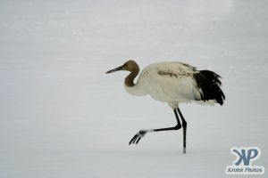 cd1011-d04.jpg - Snow Crane