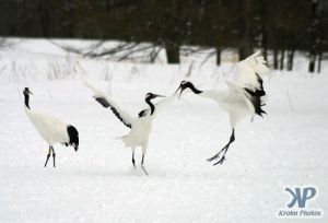 cd1011-d05.jpg - Snow Crane