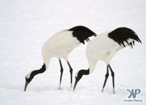 cd1011-d08.jpg - Two snow cranes