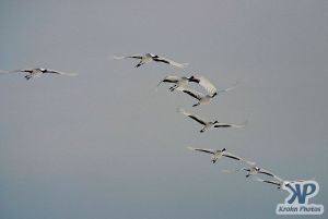 cd1011-d09.jpg - Snow Cranes