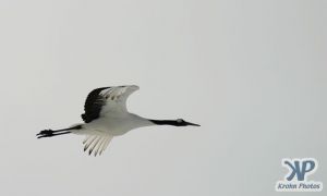 cd1011-d10.jpg - A single snow crane
