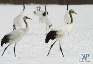 cd1011-d13.jpg - Snow Cranes