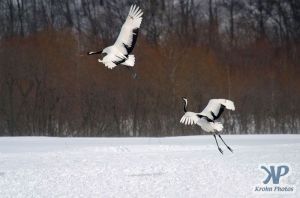 cd1011-d14.jpg - Two snow cranes