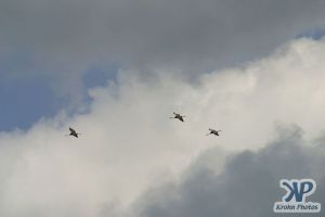 cd1011-d15.jpg - Three Cranes