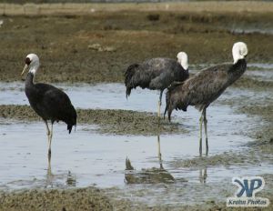 cd1011-d16.jpg - Three Cranes