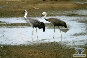 cd1011-d17.jpg - Two Cranes