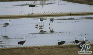 cd1011-d19.jpg - Cranes