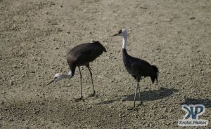 cd1011-d21.jpg - Two Cranes