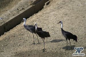 cd1011-d22.jpg - Three Cranes