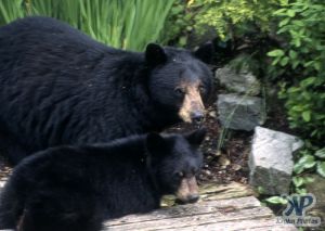 cd18-s01.jpg - Black Bear and Cub