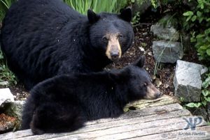 cd18-s04.jpg - Black Bear and Cub