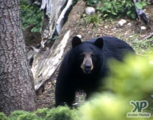 cd18-s16.jpg - Mother Black Bear