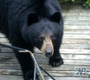 cd18-s18.jpg - Black Bear