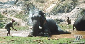 cd1022-s11.jpg - Elephant