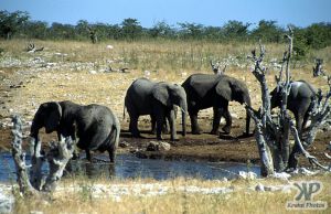 cd12-s30.jpg - Elephants