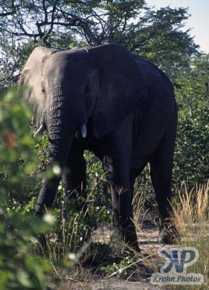 cd14-s14.jpg - Elephant