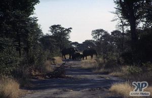 cd14-s16.jpg - Elephants