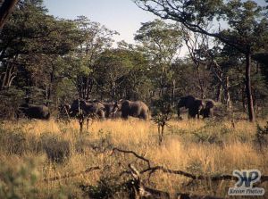 cd14-s18.jpg - Elephants