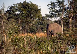 cd14-s19.jpg - Lone Elephant