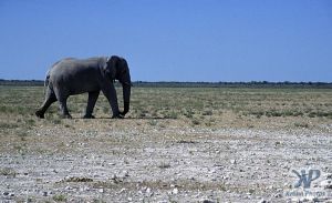 cd14-s27.jpg - Elephant