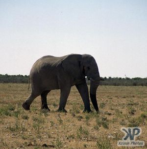 cd14-s28.jpg - Elephant