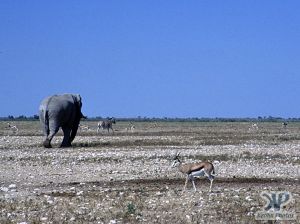 cd14-s30.jpg - Elephant, Springbok