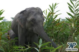 dvd1000-d175.jpg - Elephant 