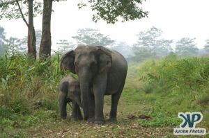 dvd1000-d176.jpg - Indian Elephants