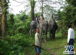 dvd1000-d177.jpg - Indian Elephants