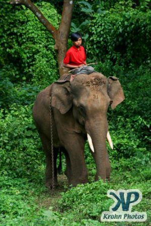 dvd1000-d178.jpg - A boy and his elephant