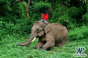 dvd1000-d179.jpg - Indian Elephant