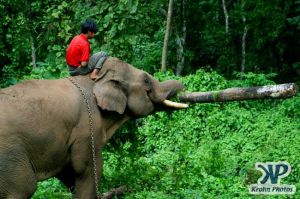 dvd1000-d180.jpg - Indian Elephant