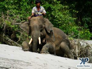 dvd1000-d181.jpg - Indian Elephant