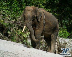 dvd1000-d182.jpg - Indian Elephant