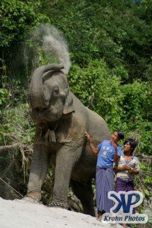 dvd1000-d183.jpg - Indian Elephant