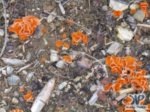cd117-d01.jpg - Orange Fungii