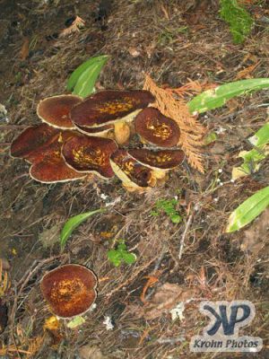 cd117-d03.jpg - Fungi