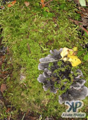 cd117-d04.jpg - Grey-blue fungus